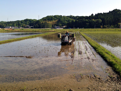 田植え