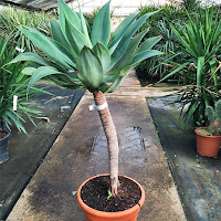  Plantas Crasas agave attenuata