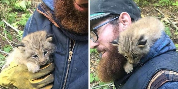 Man Saved What He Thought Was Kitten Until He Saw the Big Paws