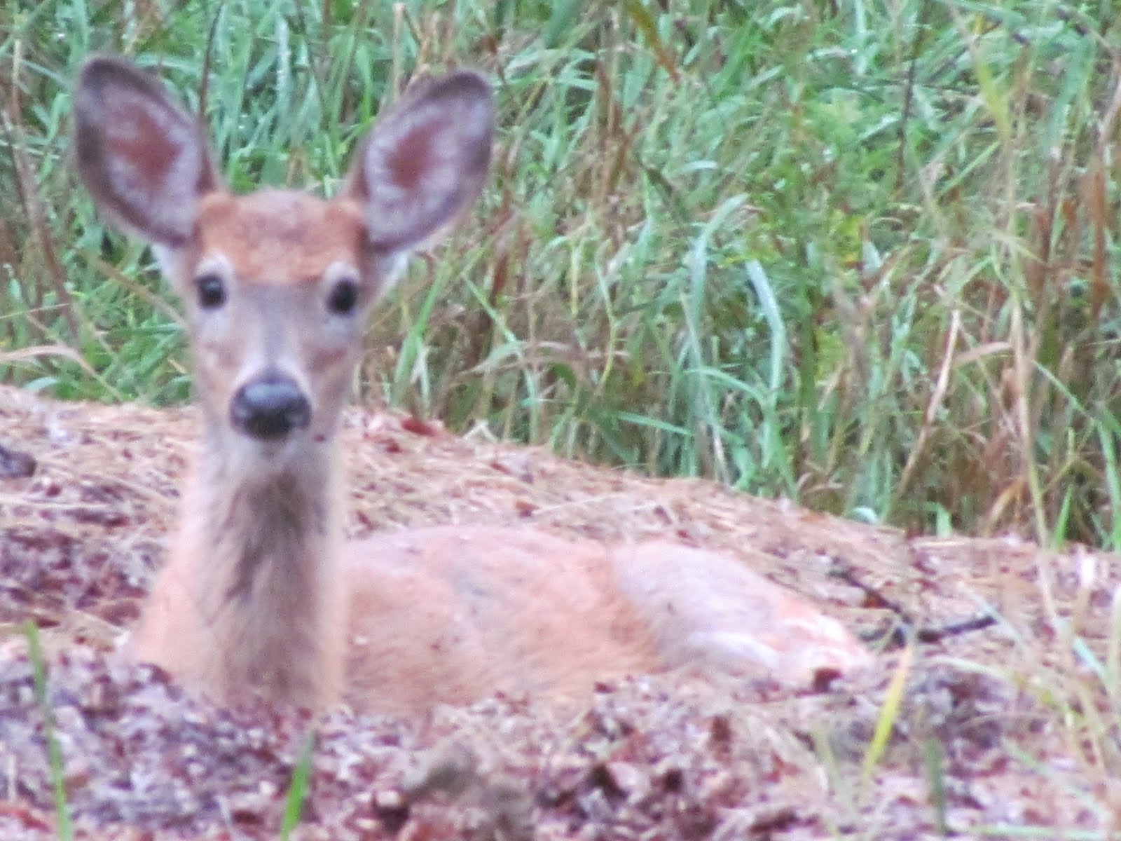 The Oakland Press Blogs Earth's Almanac A heated deer bed on a rainy