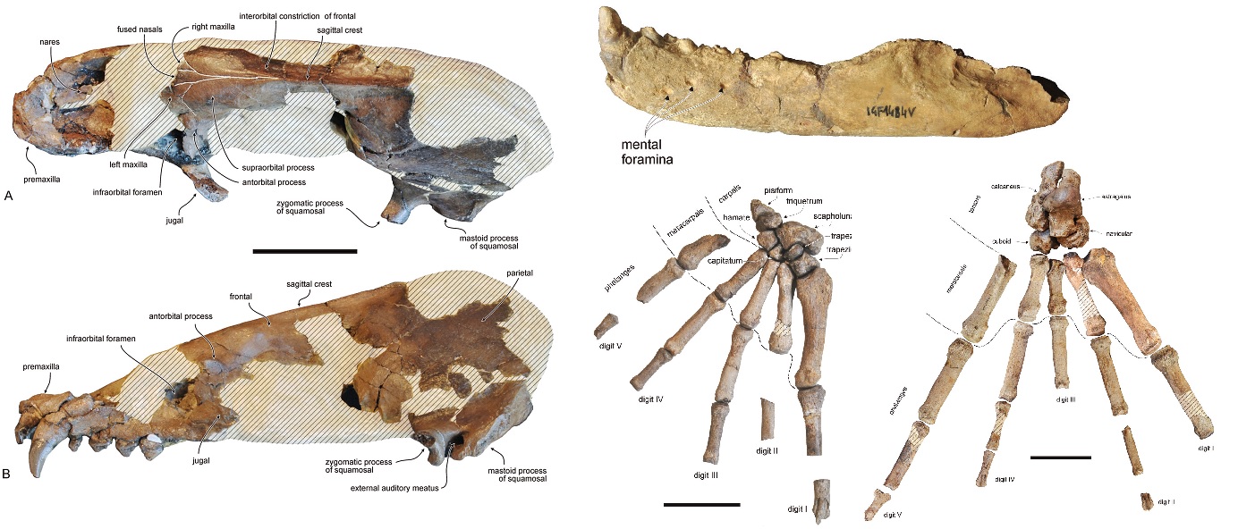 The Coastal Paleontologist, atlantic edition: 2015 in review: Advances