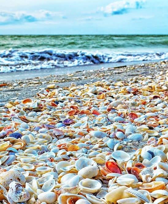 Shell Beach Sanibel Island, Florida, USA PixoHub