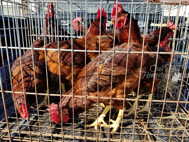 Rhode Island red roosters