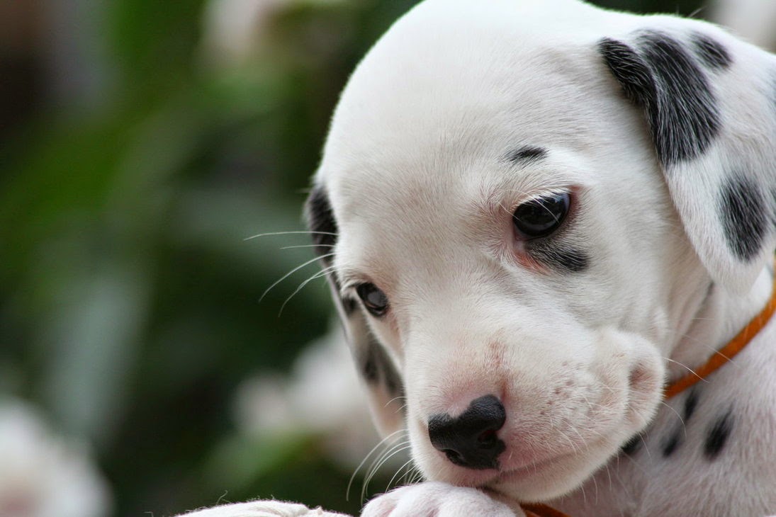 Rules of the Jungle: The Dalmatian puppies