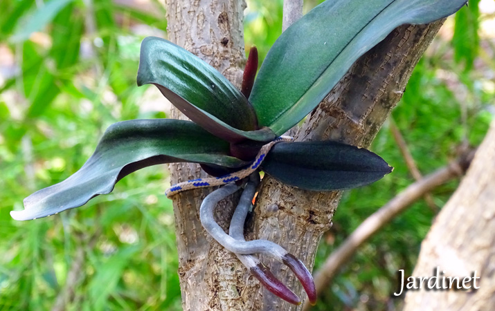 Como tirar mudas (keikes) de orquídeas phalaenopsis - Jardinet