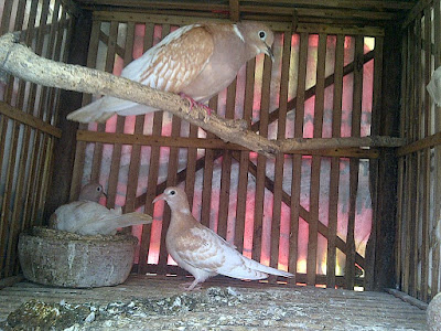 Koleksi Burung Anggungan Puter Blorok Cocok Jadi Hiasan Pelung