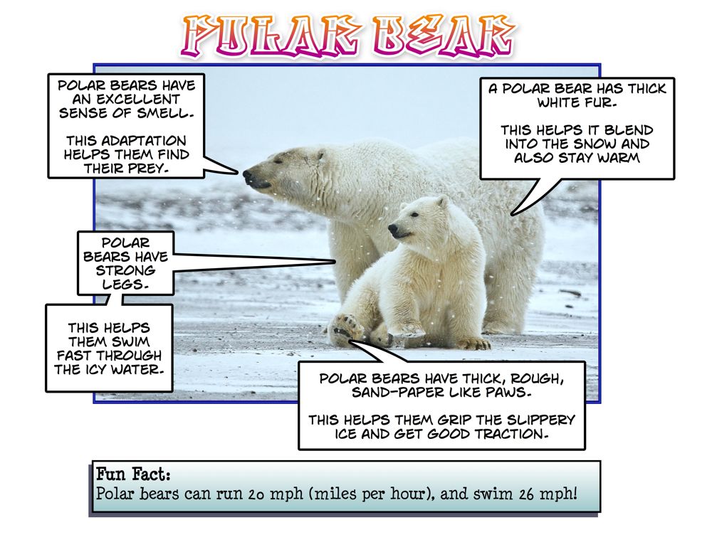 Polar перевод. Эксперимент белый медведь. Белый медведь facts. Белый медведь WWF. Полярный медведь на английском.