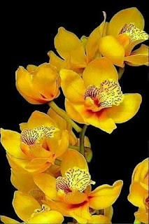 orquidea-amarilla-de-nombre-cymbidium