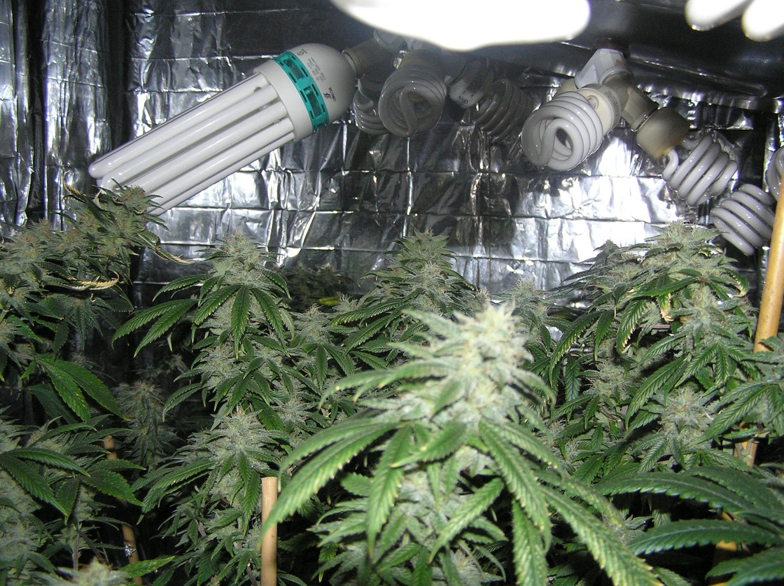 Stealth Marijuana Grow Lights of Today CFL vs Hid vs LED Todays