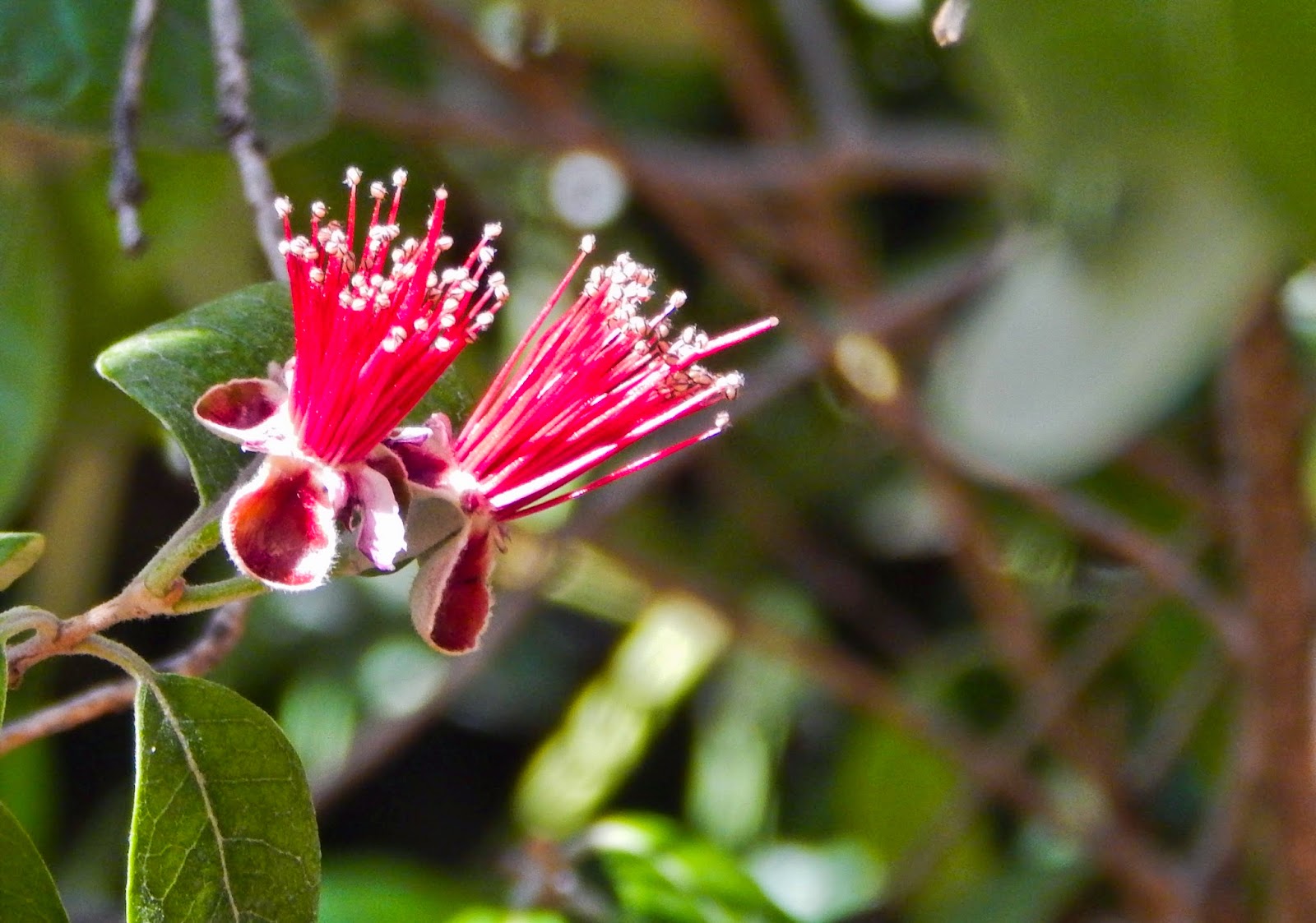 Walking Arizona Pineapple Guava