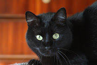 Panzer the cat