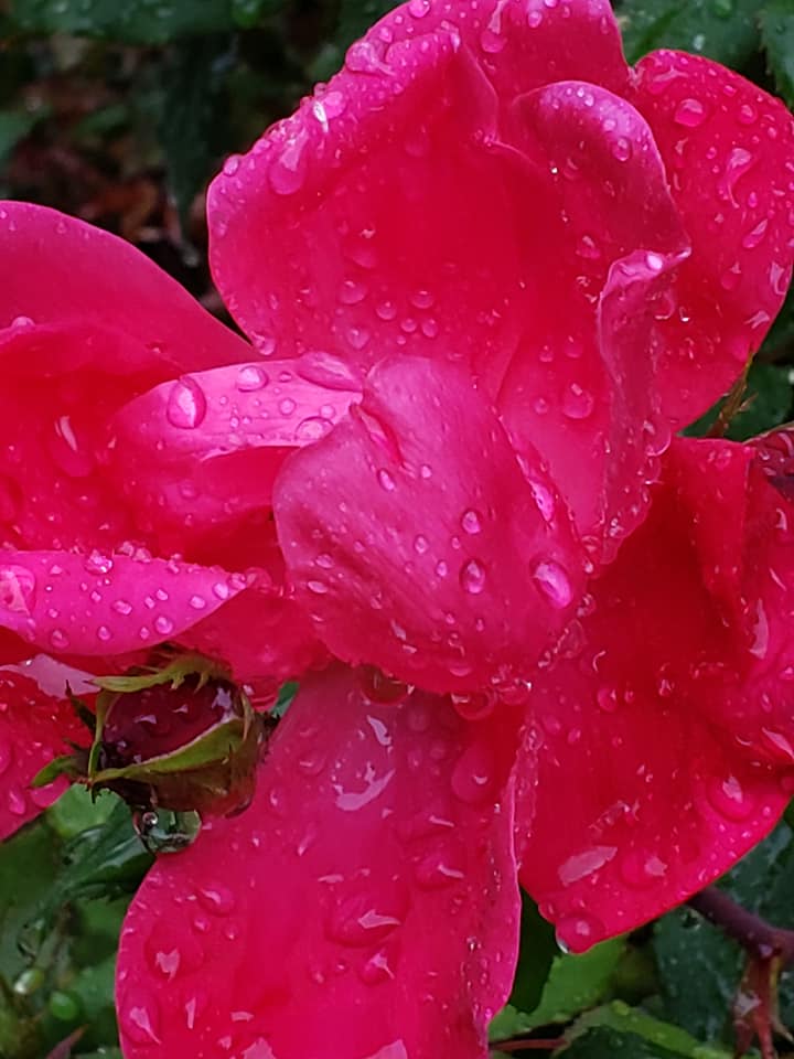Rose With Dew Drops