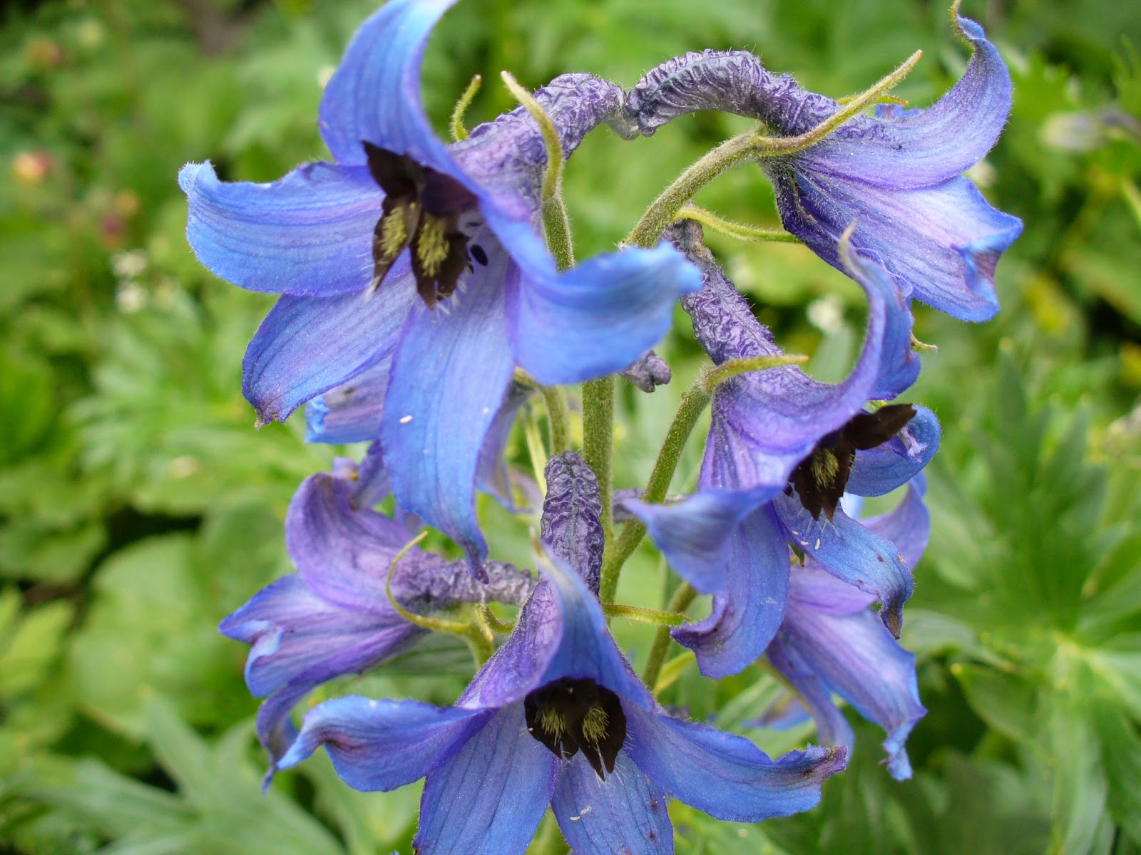 Larkspur Flowers World