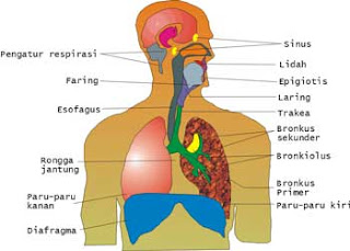Organ-Organ  Pernapasan Manusia