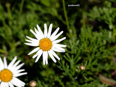 white%2Bdaisy.JPG
