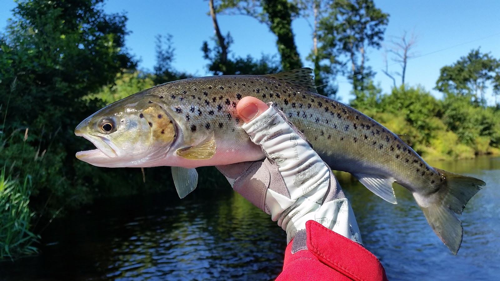 Sea Bass Hunting Salmon & Sea Trout from the river, lake Perch and