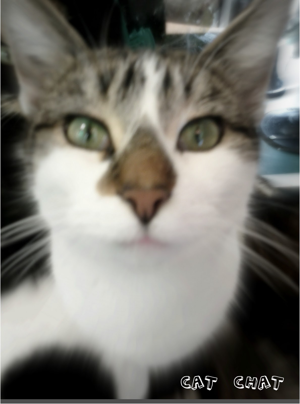 Cat Chat With Caren And Cody My Day At Kitty City At Pet Supplies