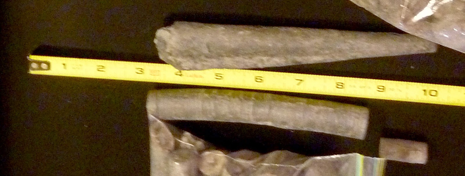 Louisville Fossils and Beyond Coal Mine Cephalopod Fossil