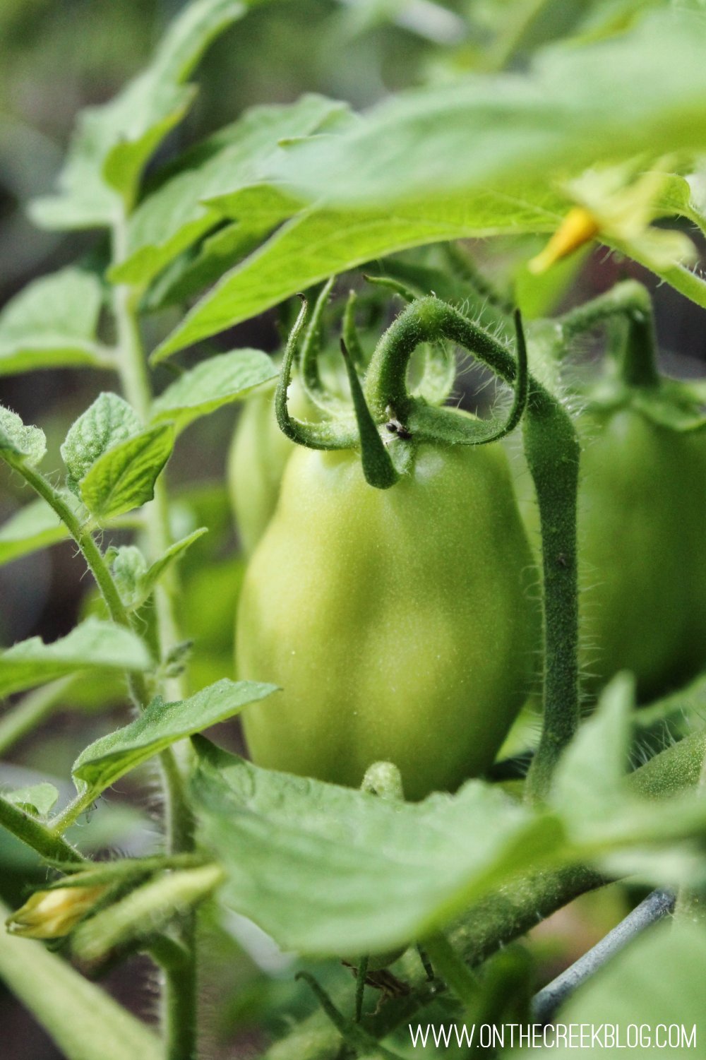 Roma tomato plant with green tomatoes