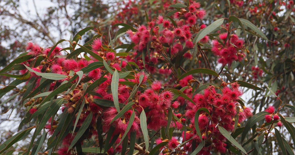 My Desktop Daily DESKTOP 1360 GUMTREE