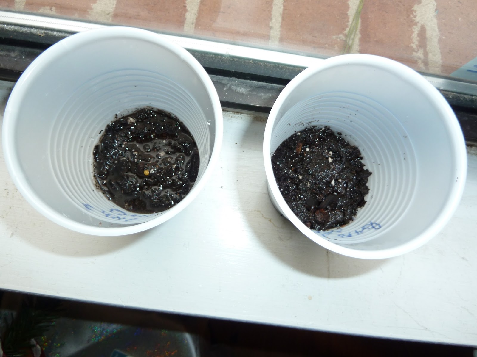 The effect of coffee grounds on bean plants My Science Project