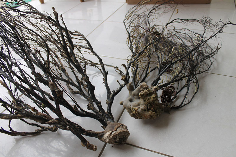 Khasiat Akar Bahar Dan Kebaikan Serta Kelebihannya Panas