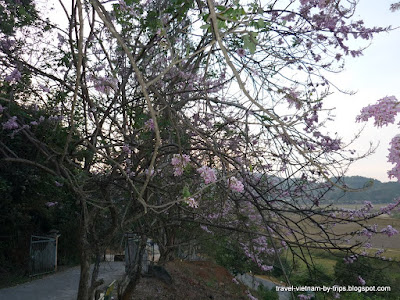 Peach in Giang Son Mary hill