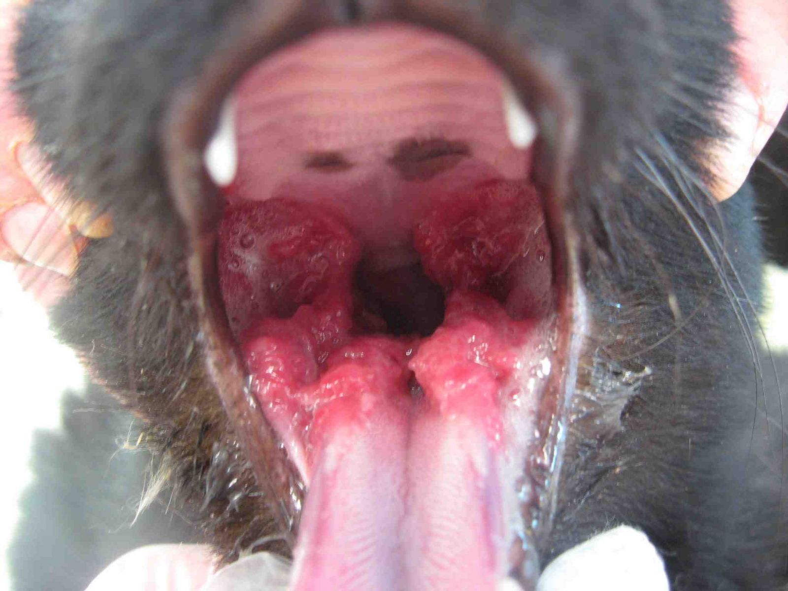 View Cat Bad Teeth Not Eating Photos