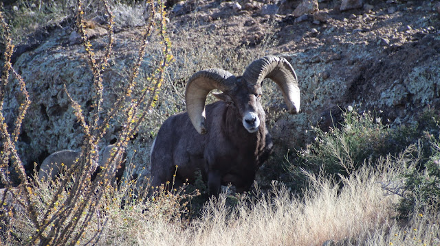 Hunting%2BDesert%2BBighorn%2BSheep%2BIn%2BArizona%2Bwith%2Bguides%2BColburn%2Band%2BScott%2BOutfitters%2BJay%2BScott%2Band%2BDarr%2BColburn%2B6.1.JPG