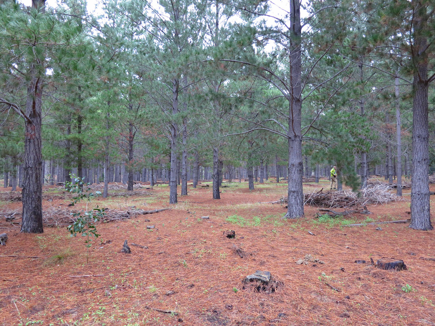 66 Square Feet (Plus) In the Tokai pine plantations