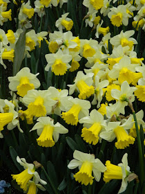 White and yellow trumpet daffodils at the Allan Gardens Conservatory 2016 Spring Flower Show by Paul Jung Gardening Services