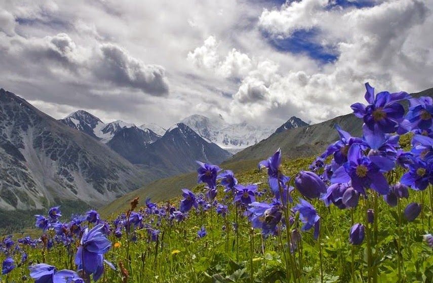 GROW BLUE POPPY SEEDS The Garden of Eaden