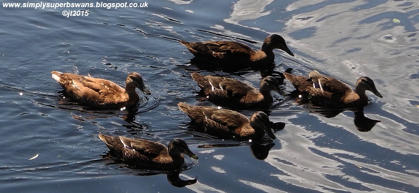 Simply Superb Swans Feelings Even Ducks Have Them.