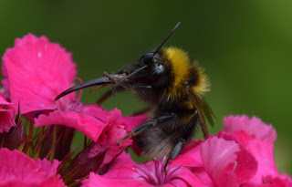 Hummel, bumblebee, hommel, grerëz, bumbar, humlebi, kimalainen Insekten, insekte, insektet, intsektuak, insekti, Насекоми, insekter, insects, Putukad, Hyönteiset, insectes, έντομα, serangga, feithidí, skordýr, insetti,