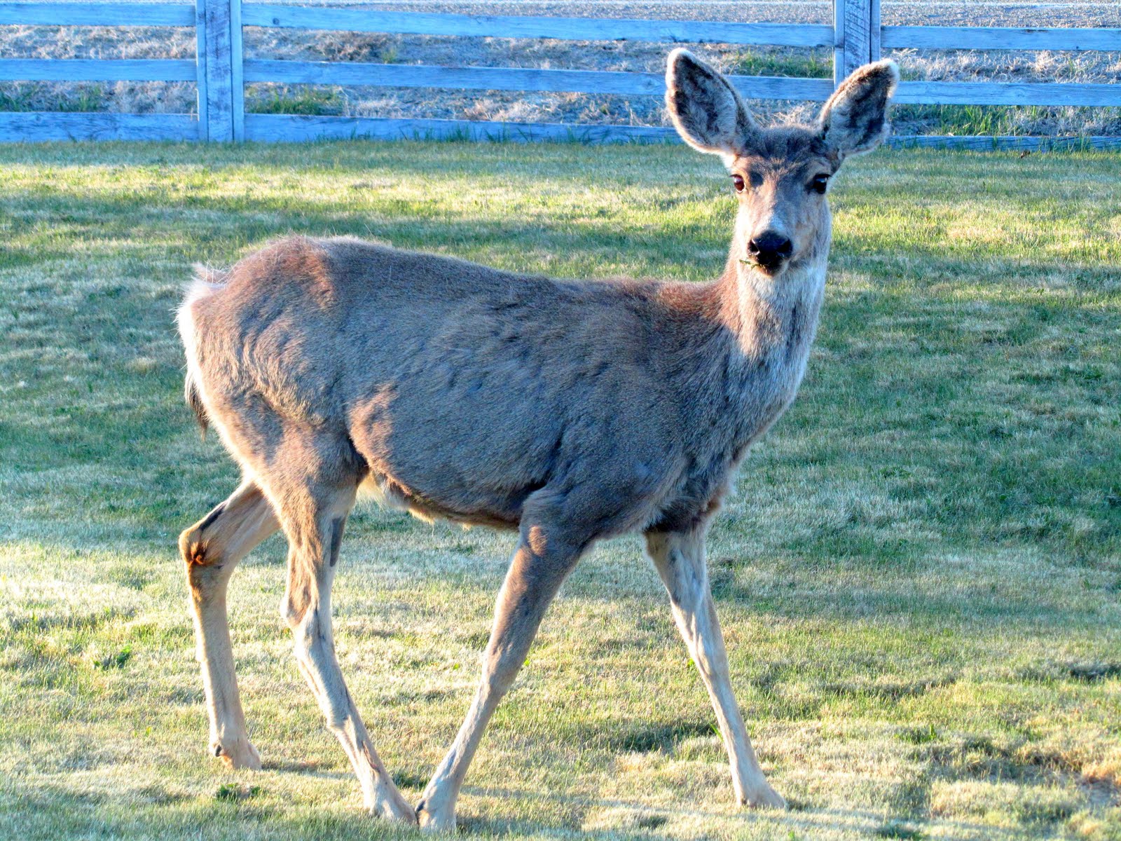 Keeping Focused Deer Pets
