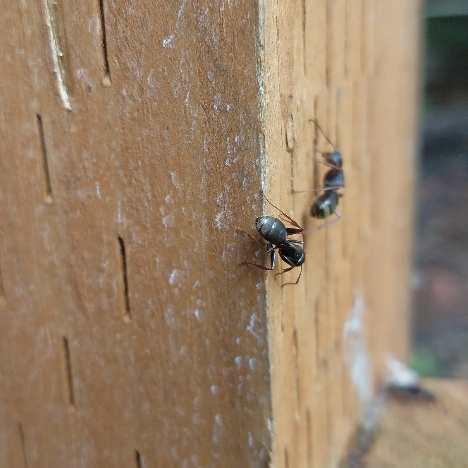 Renton pest control PEST CONTROL FOR LITTLE BLACK ANTS CARPENTER ANTS