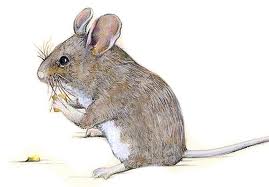 الحيوانات الكالشة - الفأر