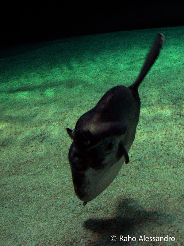 Necton e Plancton: Pesci: Pesce Luna