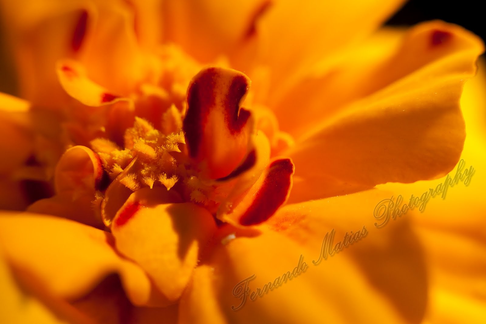 Fernando Matias Photography Ottawa Ontario Ottawa Wedding