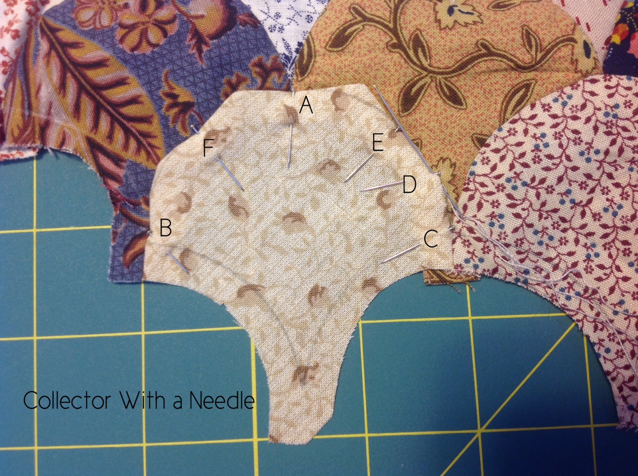 Collector With A Needle: Clam Shells