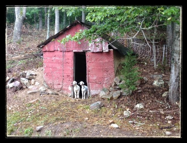 Old Root Cellar Behind the House with Sven and Anna