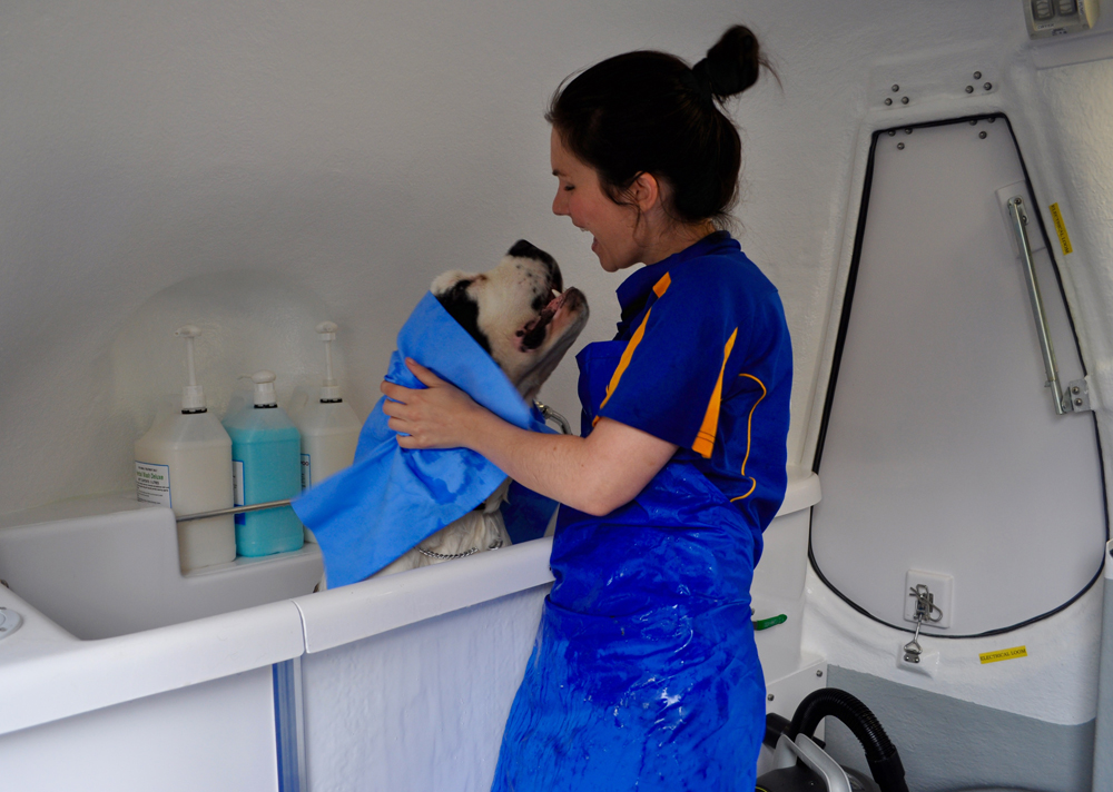 Advice from a Professional Dog Groomer Australian Dog Lover