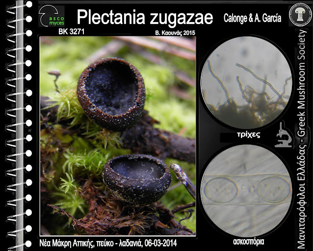 Plectania zugazae Calonge & A. García
