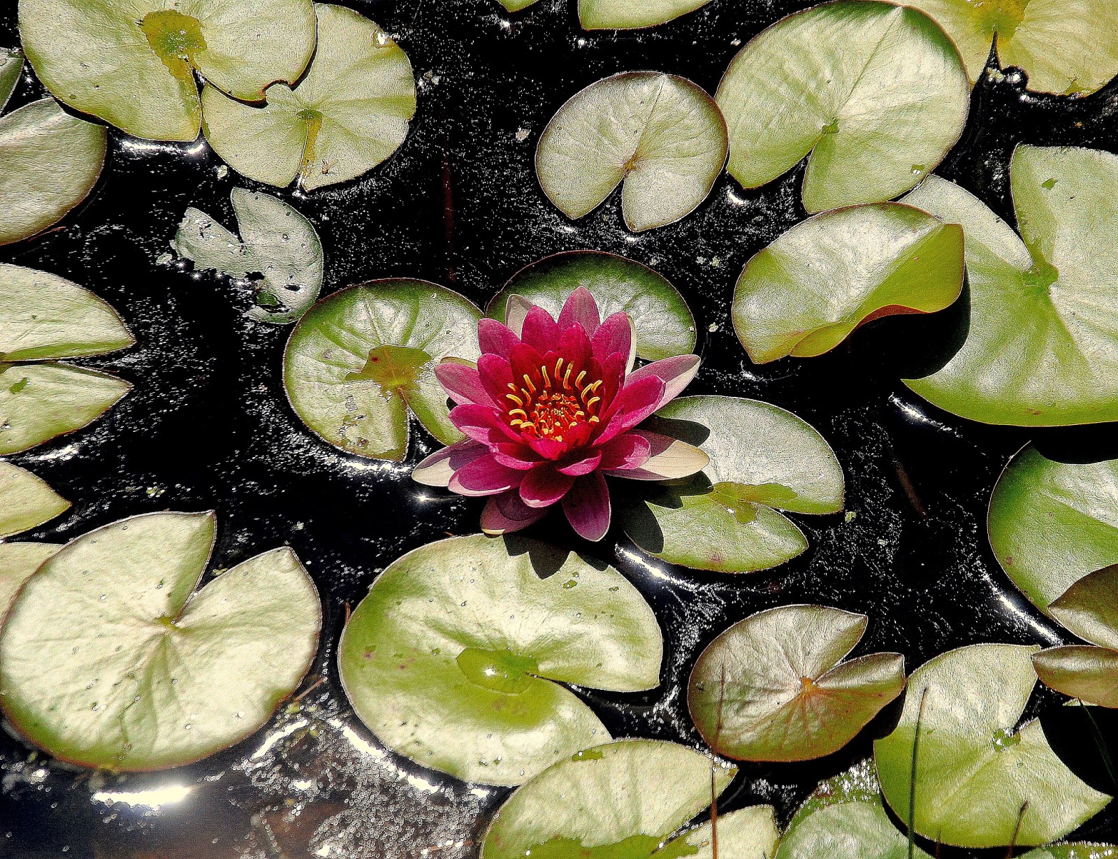 Camera on King & Aurora Black Forest's secret garden on Keele Street