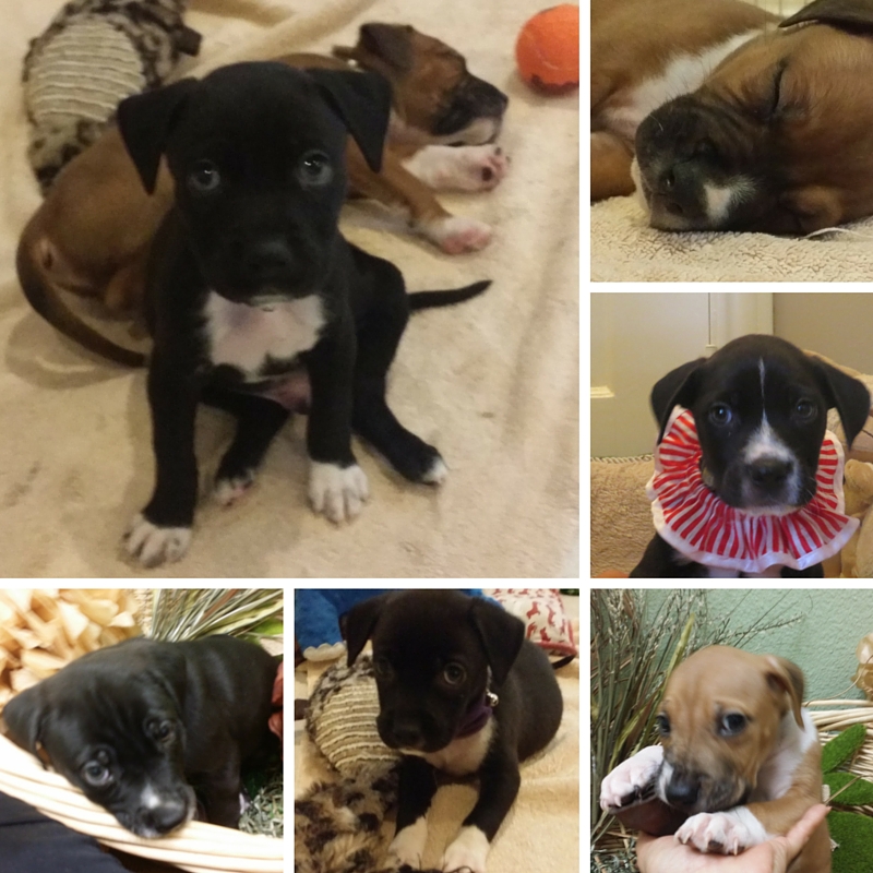 Lab Mix Puppies Available for Adoption