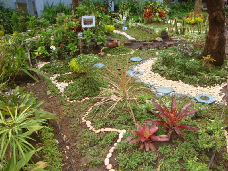 Desain Taman Sekolah Dengan Bunga Hias Bonsai Taman Centralbonsai Com Berbagi Ilmu Tanaman Bonsai