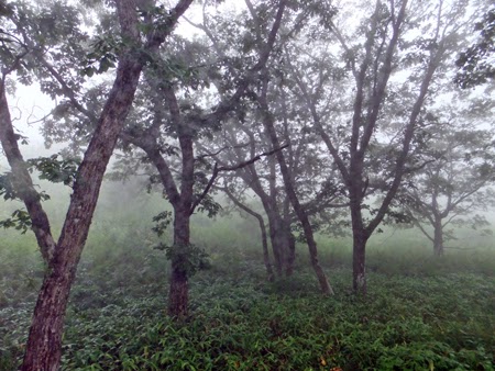 Trees had been hidden in a veil of fog　