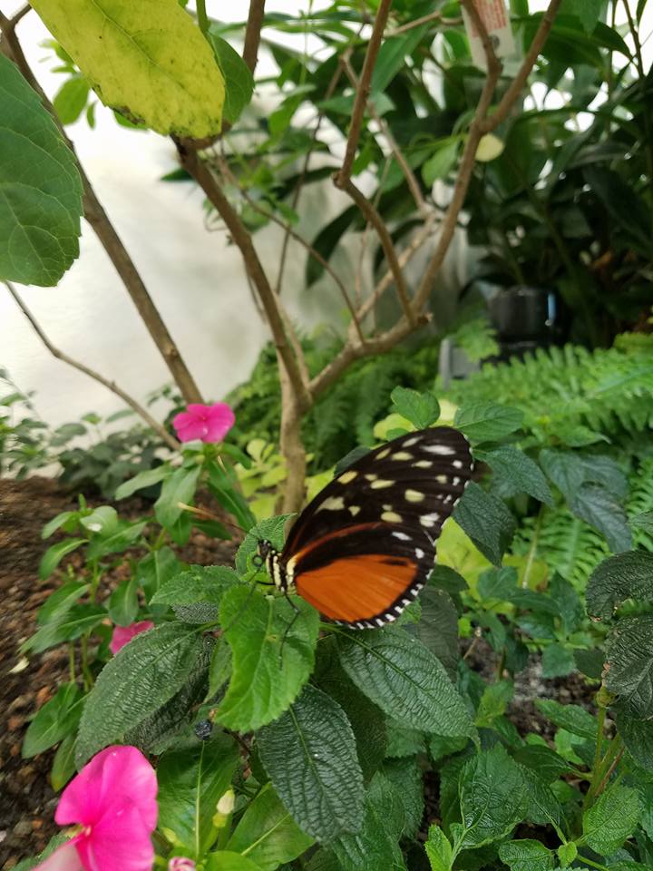 Pennsylvania & Beyond Travel Blog The Butterfly Atrium at Hershey Gardens