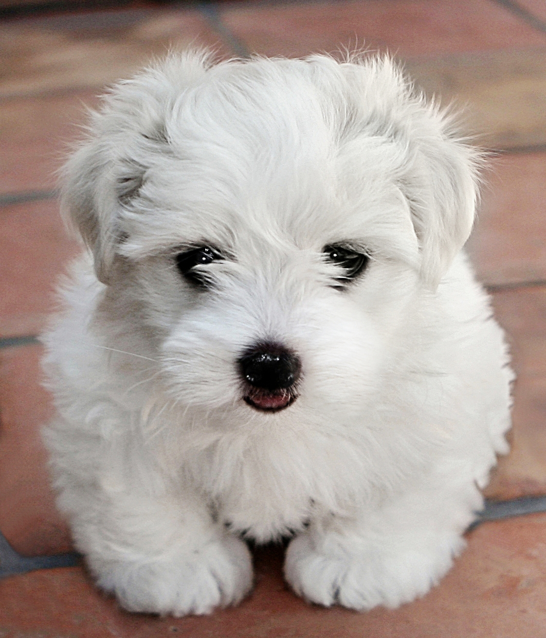 Simply Grand Coton de Tulear puppies, Coton de Tulear breeder, Coton