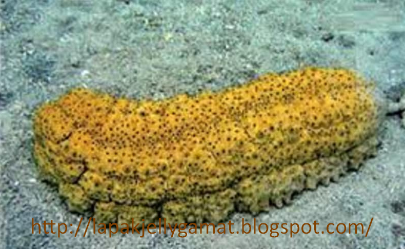 Khasiat Teripang Emas Untuk Kesehatan